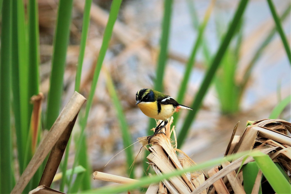 Many-colored Rush Tyrant - ML380466871