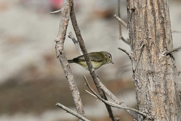 Warbling Vireo - ML380467901