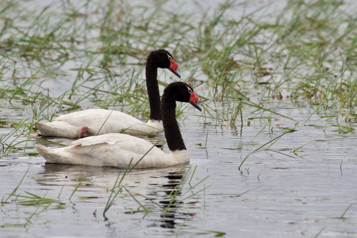Black-necked Swan - Ariel Pulgar-Hughes