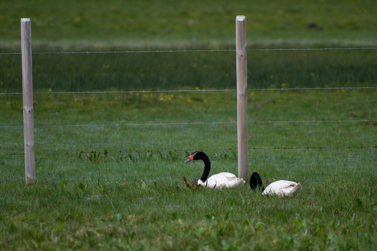 Black-necked Swan - Ariel Pulgar-Hughes