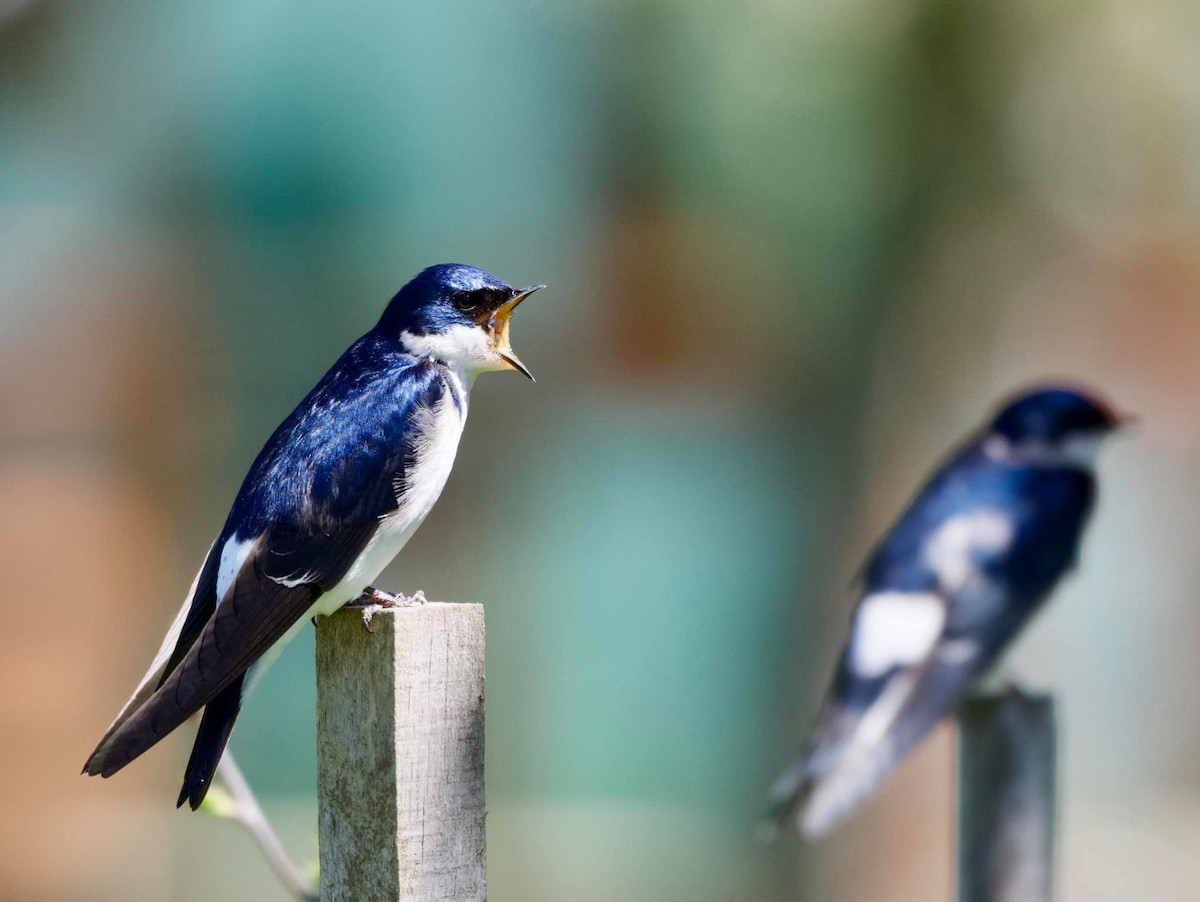 Chilean Swallow - ML380471771