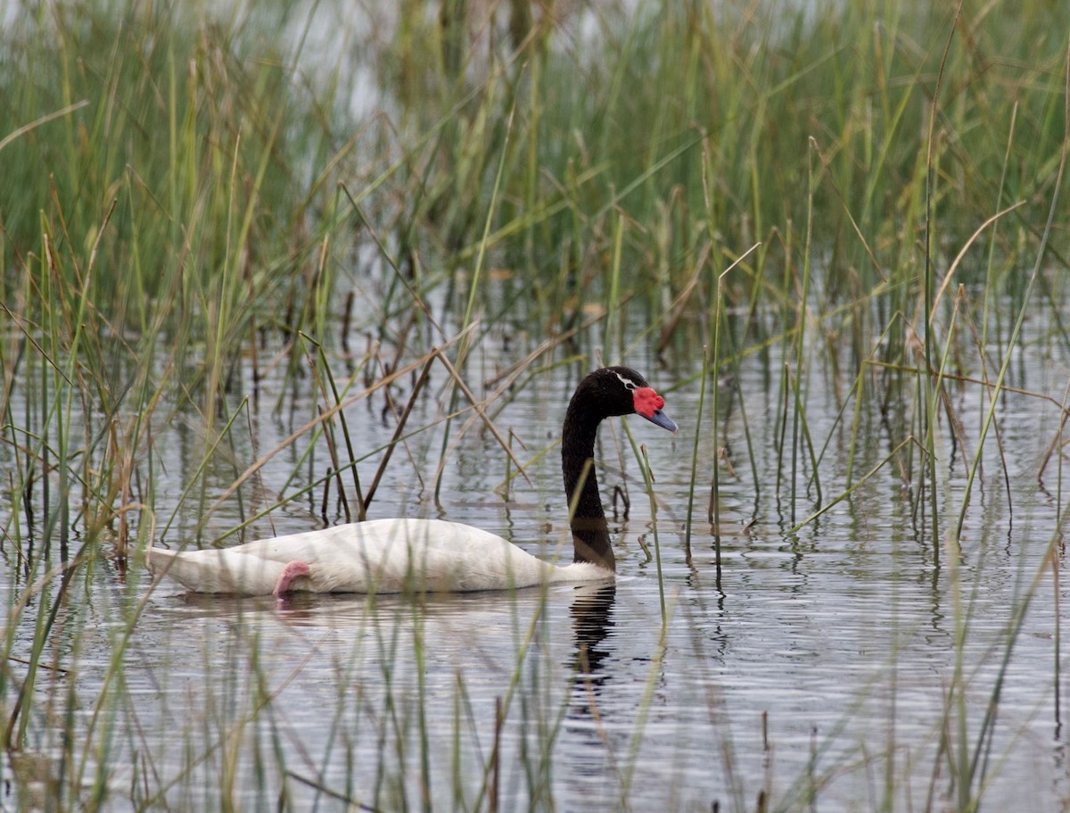 Cygne à cou noir - ML380471821