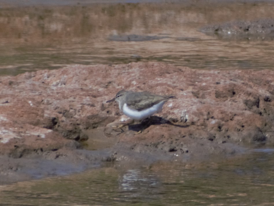 Spotted Sandpiper - ML380472171