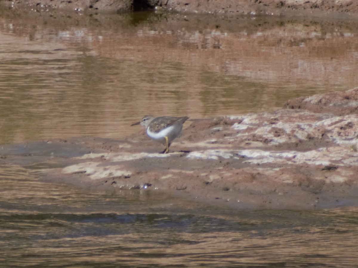 Spotted Sandpiper - German Biermann