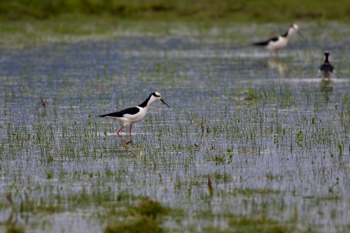 Schwarznacken-Stelzenläufer - ML380473081