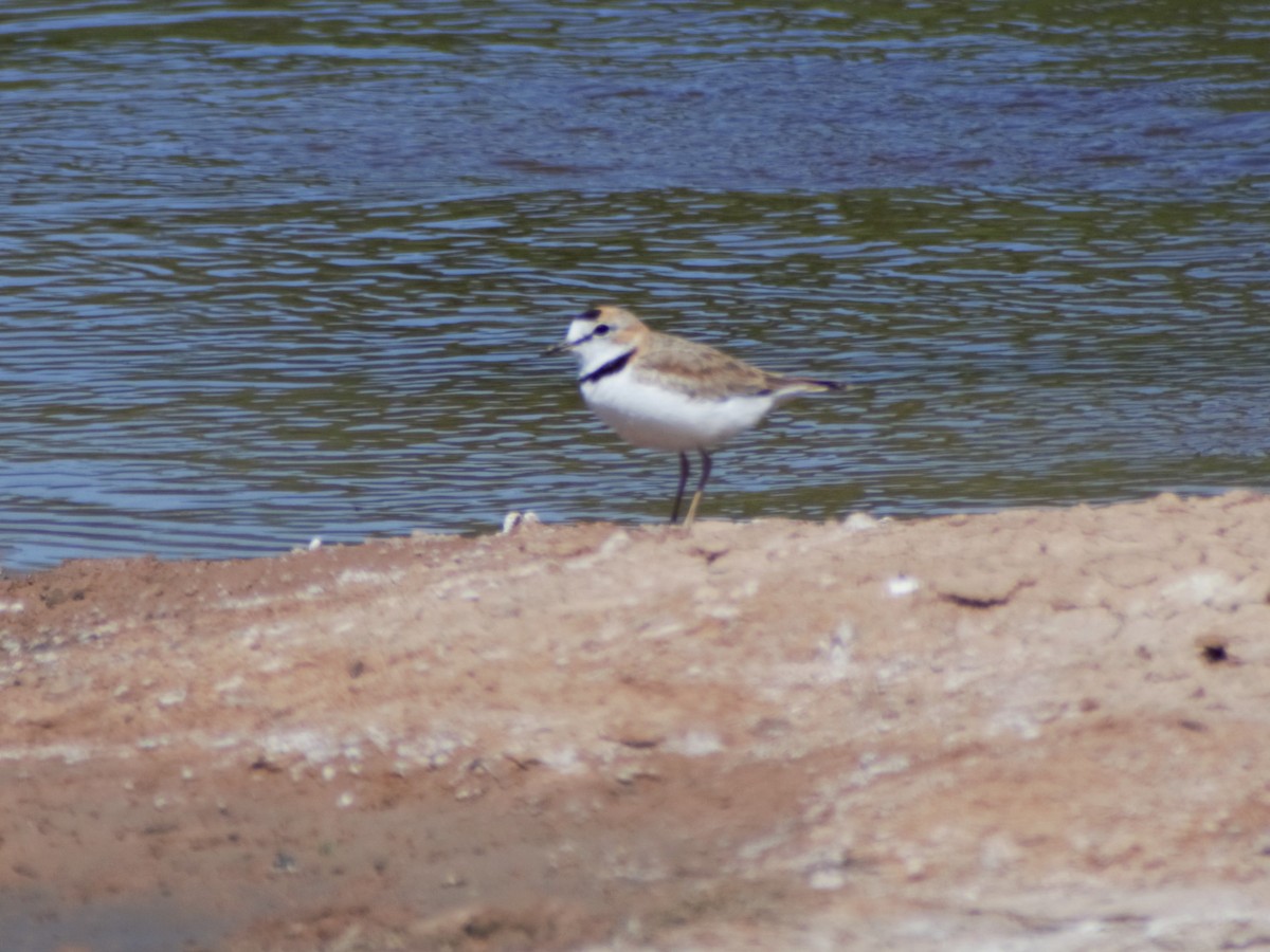 Collared Plover - ML380474381