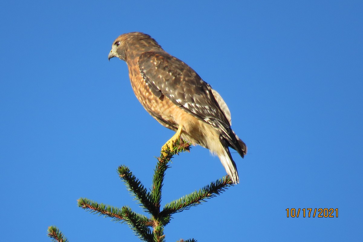 Red-shouldered Hawk - ML380474801