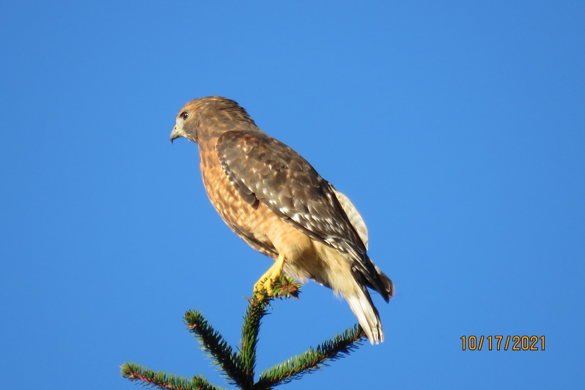 Red-shouldered Hawk - ML380474811