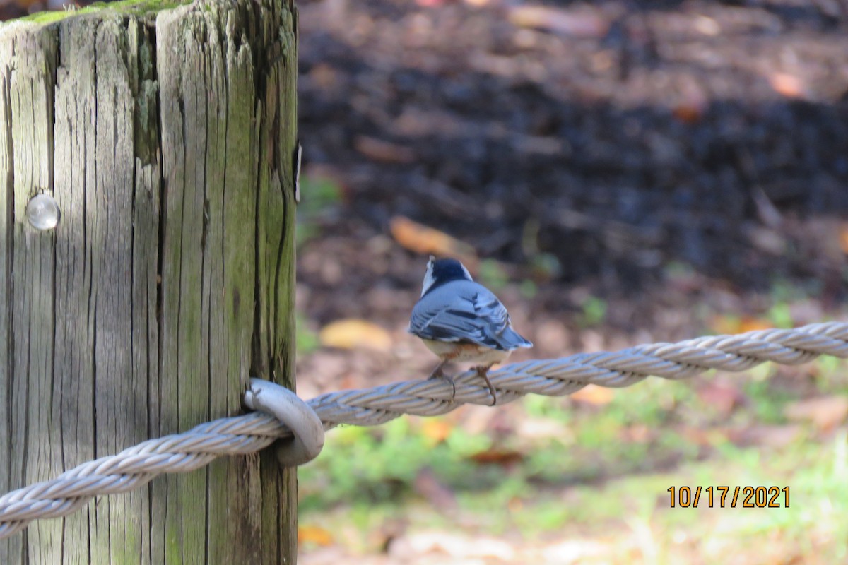 White-breasted Nuthatch - ML380475041