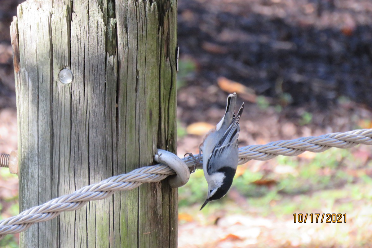 White-breasted Nuthatch - ML380475061