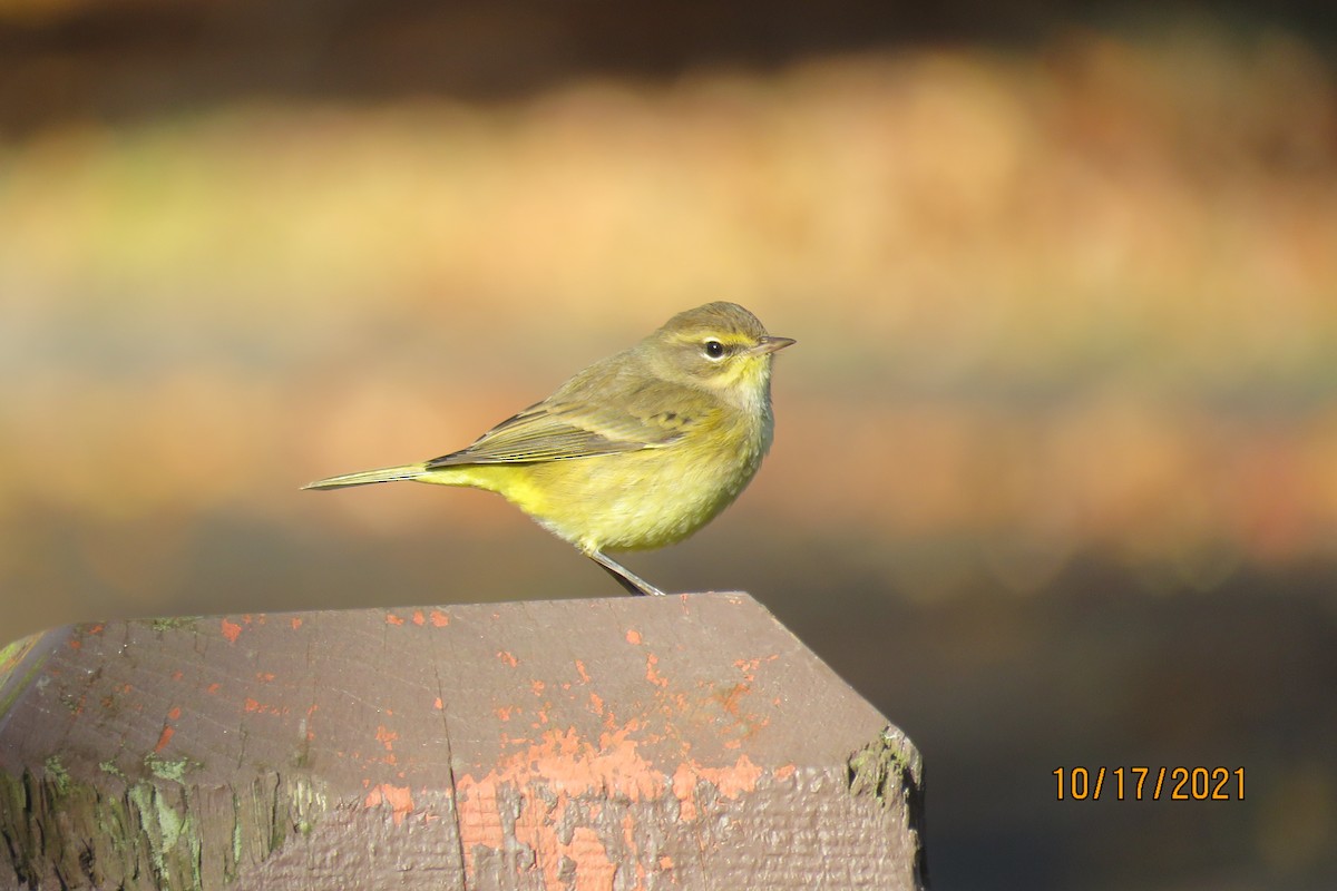Palm Warbler (Yellow) - ML380475201