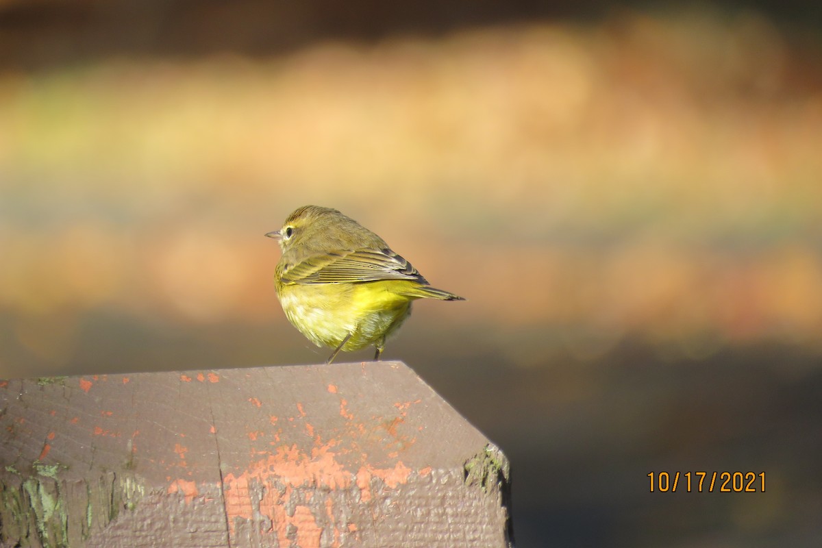 Palm Warbler (Yellow) - ML380475211