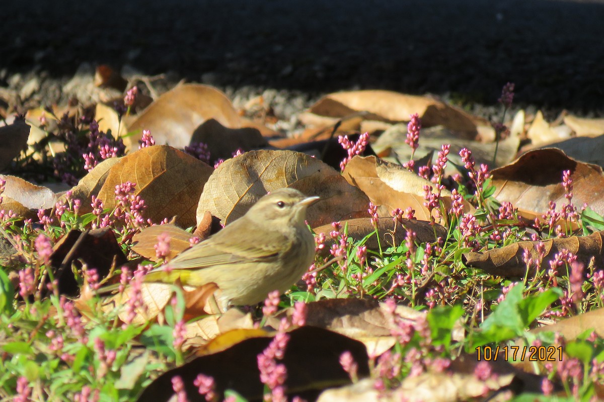 Palm Warbler (Western) - ML380475281