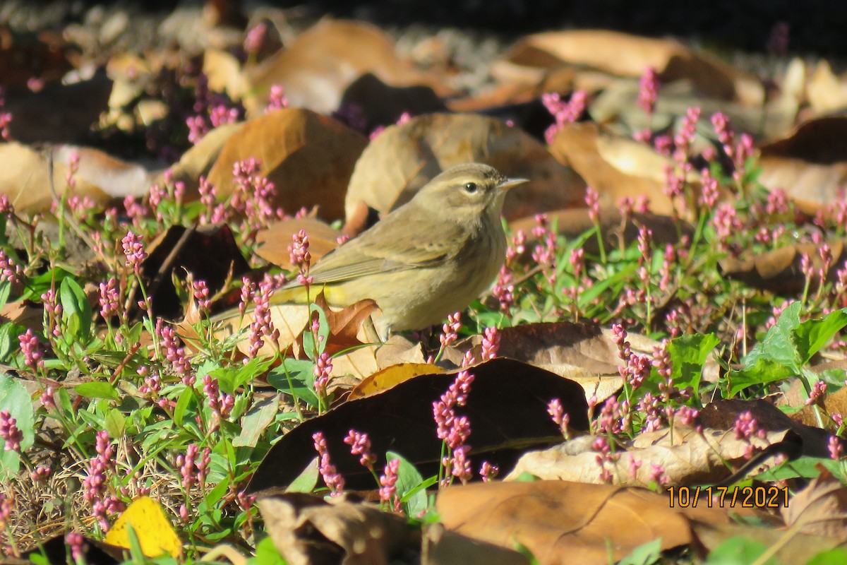 Palm Warbler (Western) - ML380475291