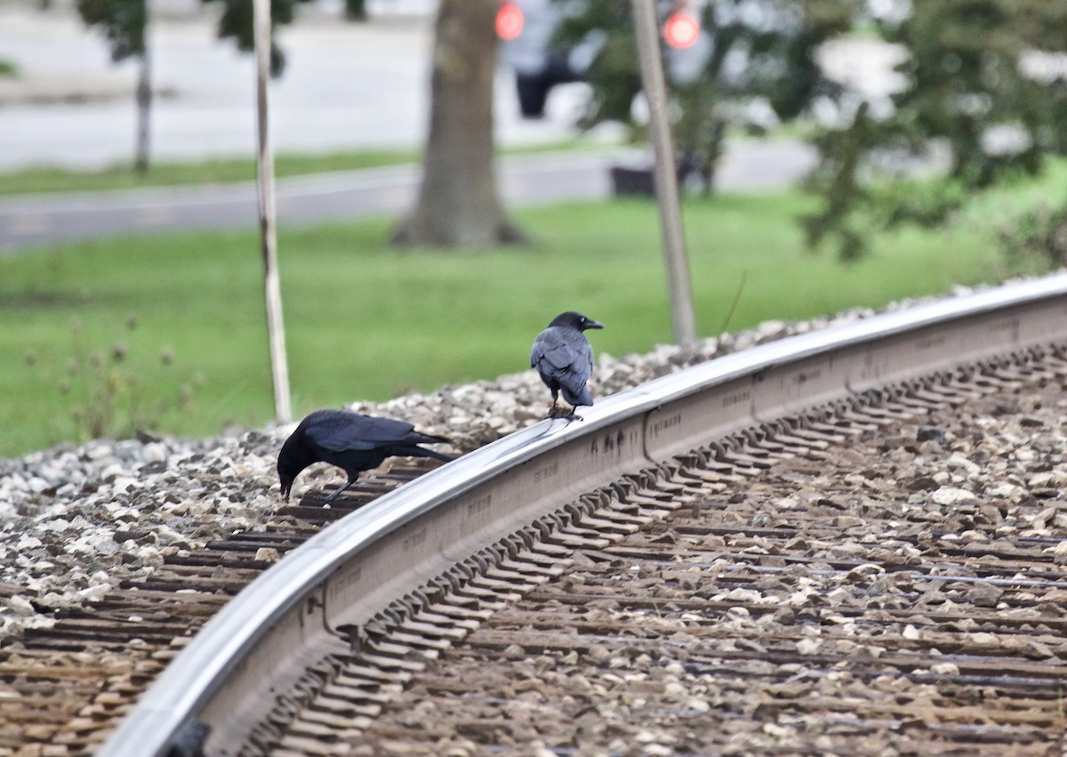 American Crow - ML380475651