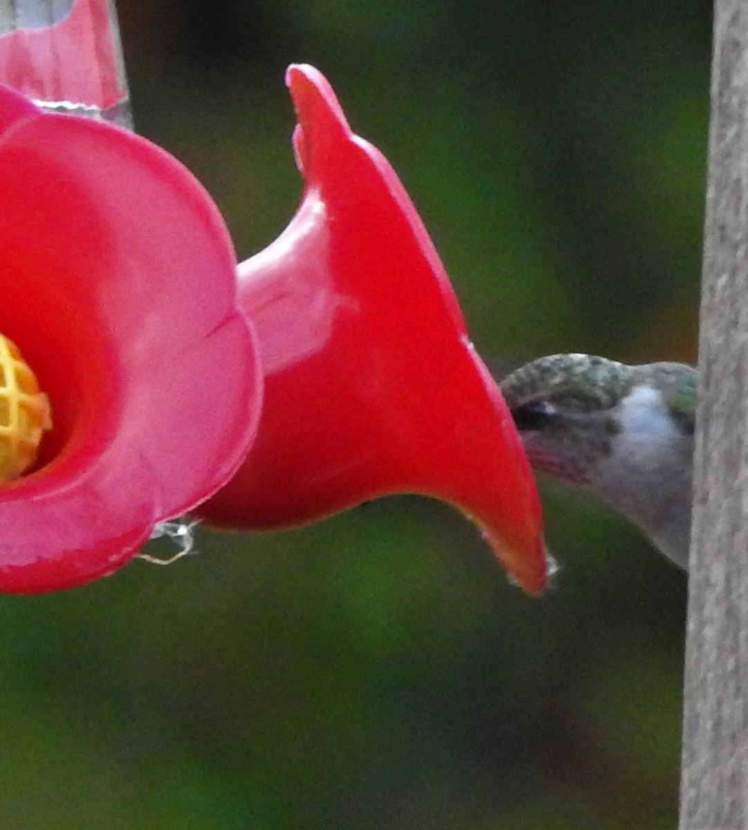 Ruby-throated Hummingbird - ML380475751