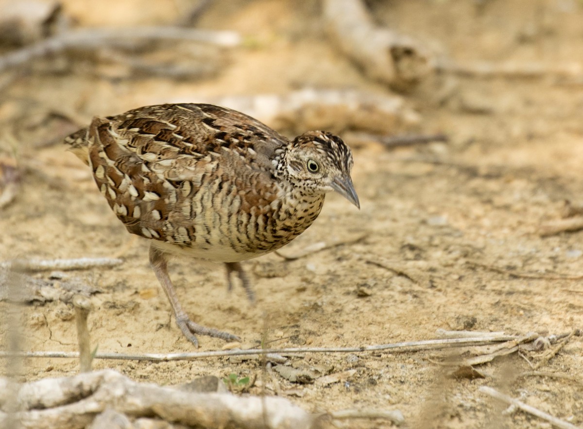 Torillo Malgache - ML380475761