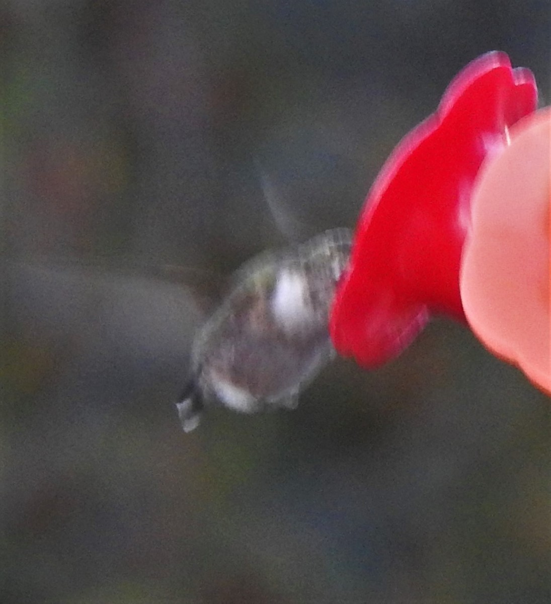 Ruby-throated Hummingbird - ML380475791