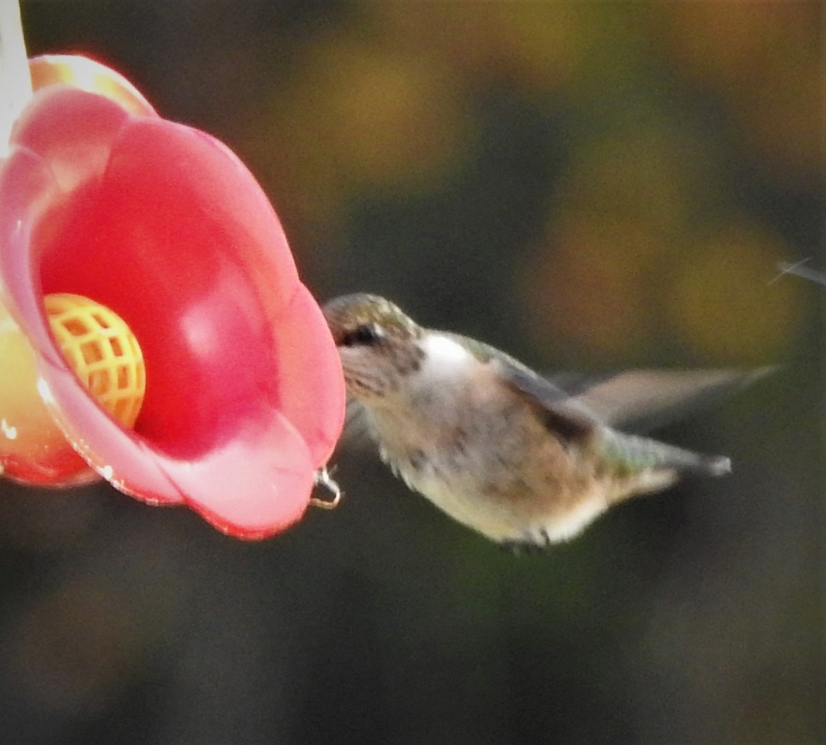 Ruby-throated Hummingbird - ML380475891