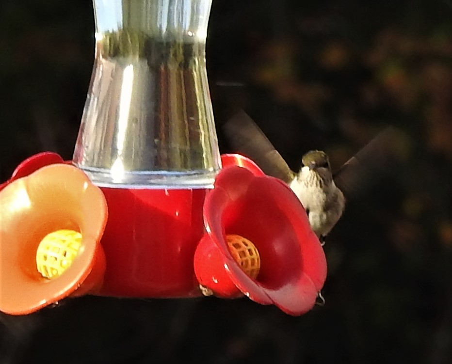 Рубиновогорлый колибри - ML380475961