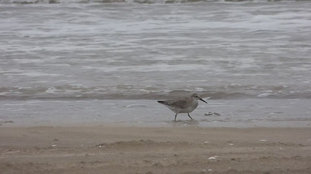 Red Knot - ML380476531
