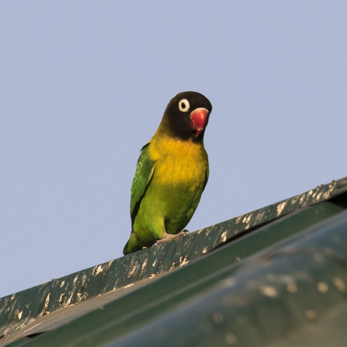 Yellow-collared Lovebird - ML380476971