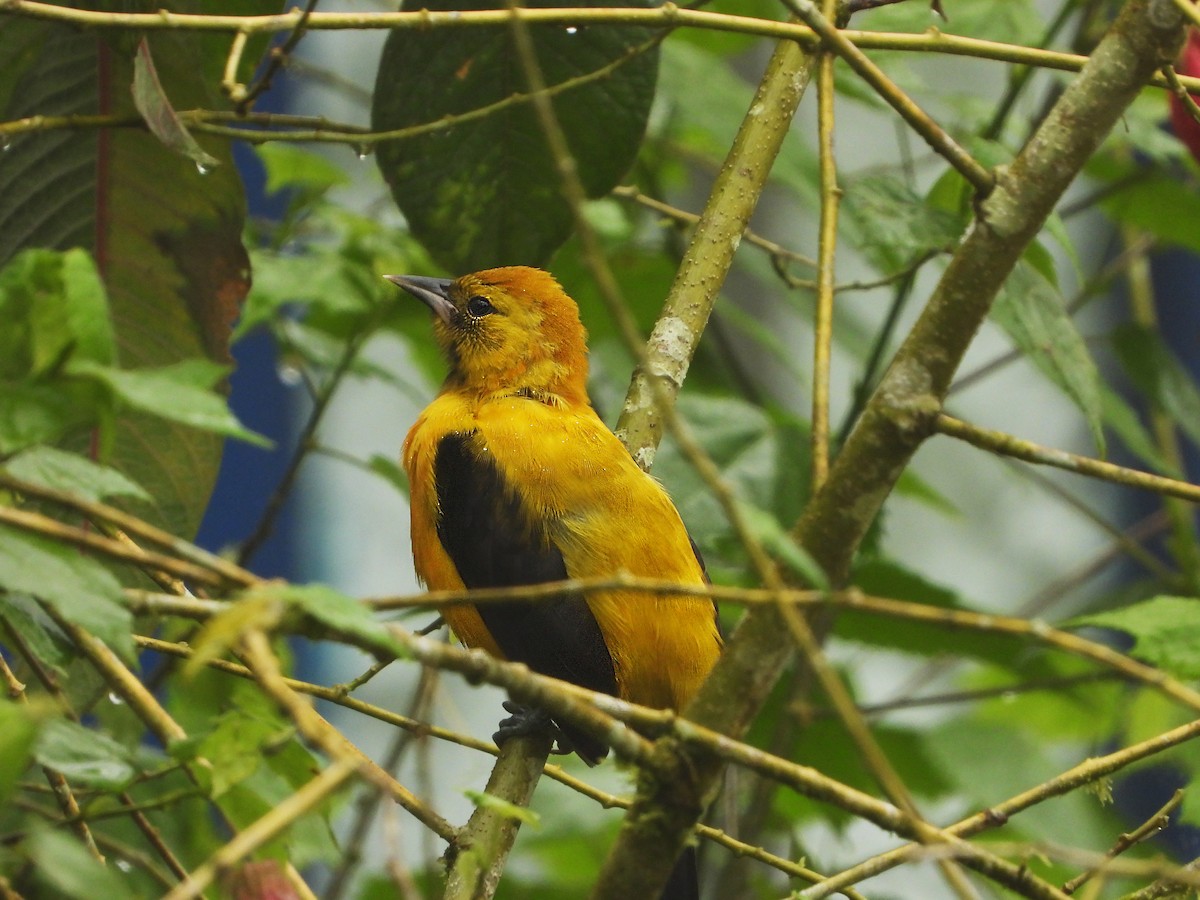 Yellow-backed Oriole - ML380478211