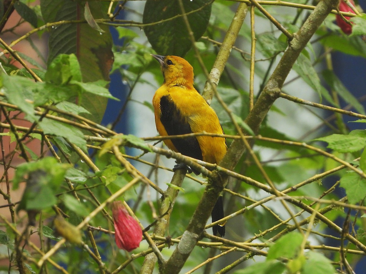 Yellow-backed Oriole - ML380478231