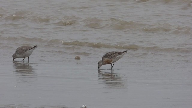 Red Knot - ML380479181