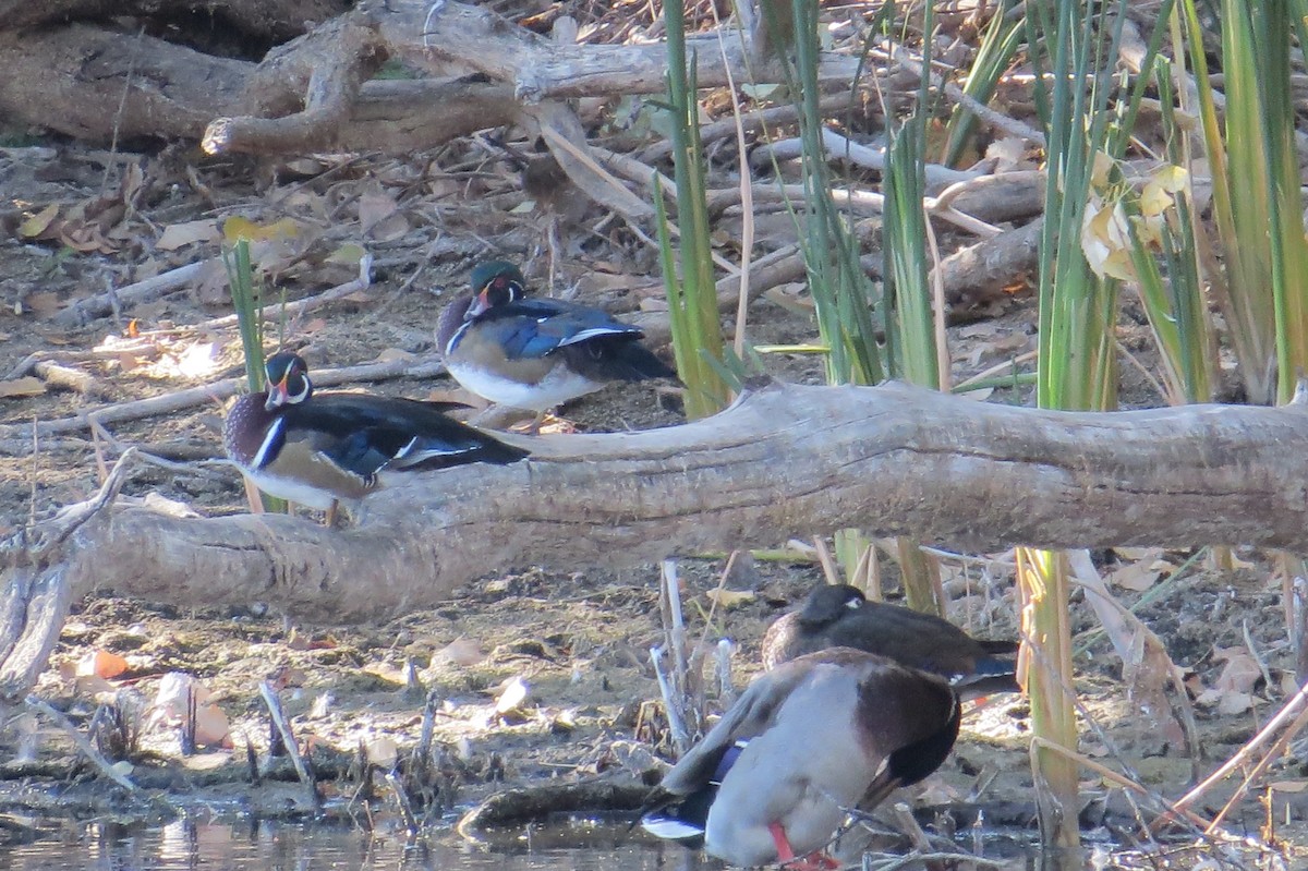 Wood Duck - ML380479281