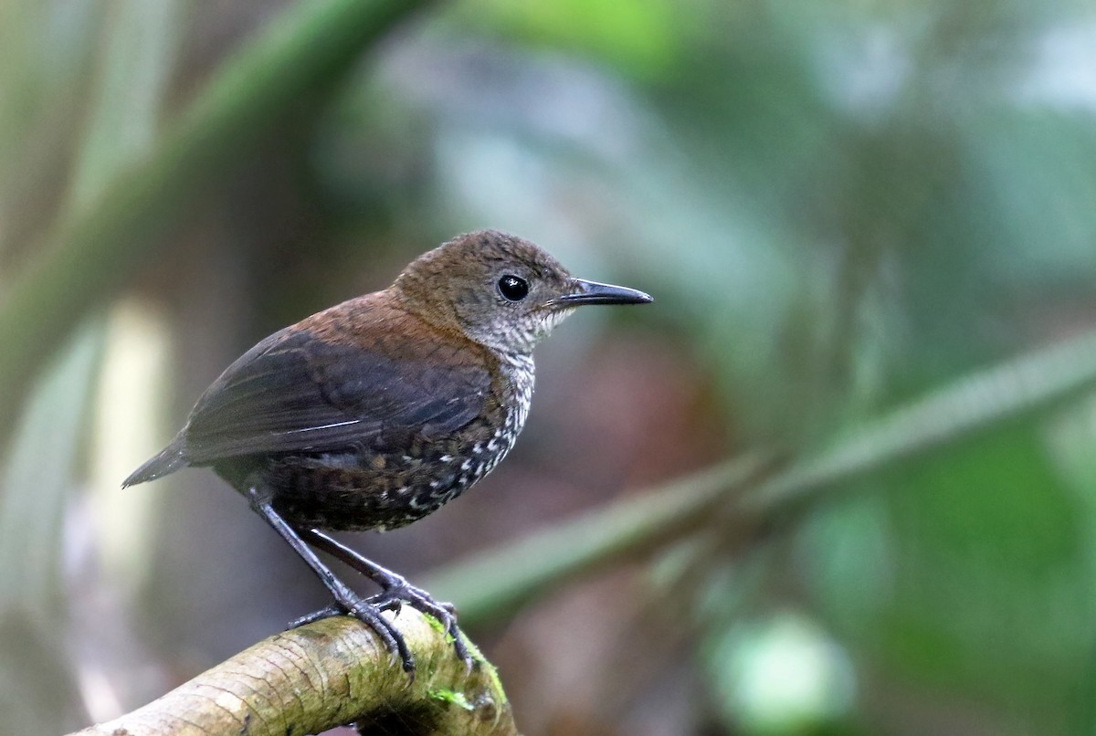Scaly-breasted Wren (Scaly) - Andrew Spencer