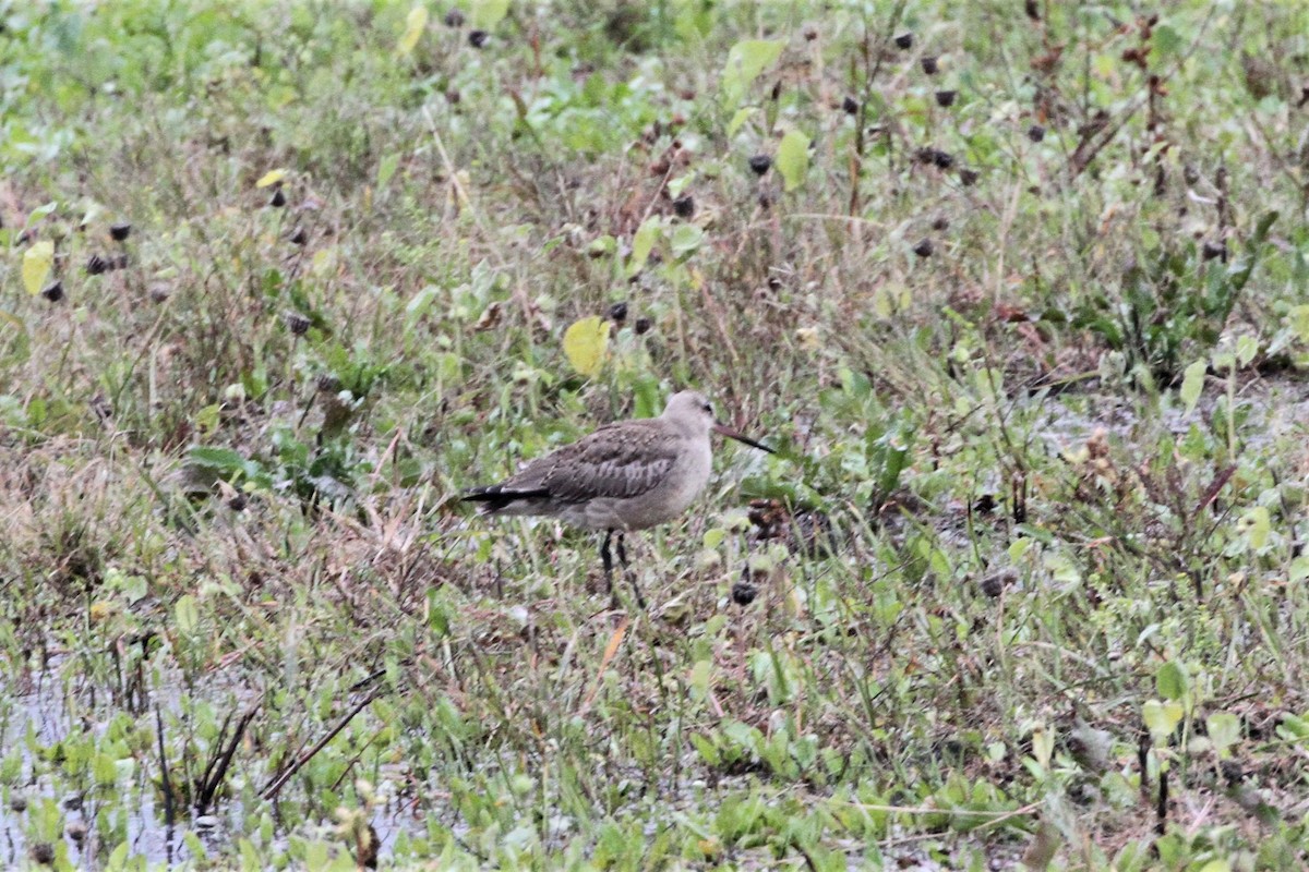 Hudsonian Godwit - ML380479641