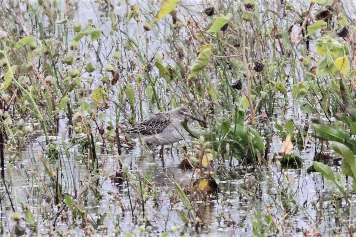 Stilt Sandpiper - ML380479791