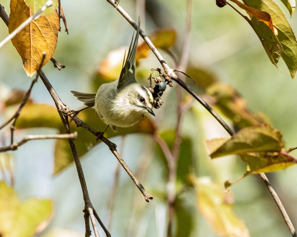 Golden-crowned Kinglet - ML380480511