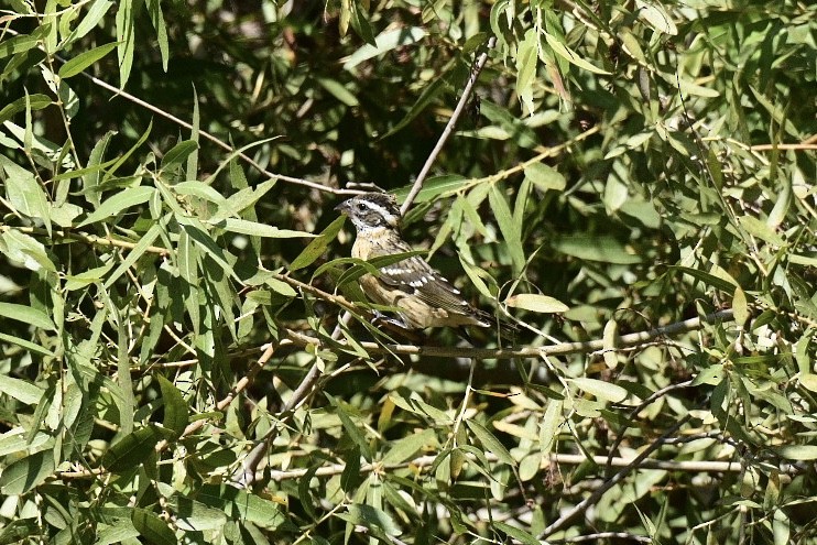 Black-headed Grosbeak - ML380481631