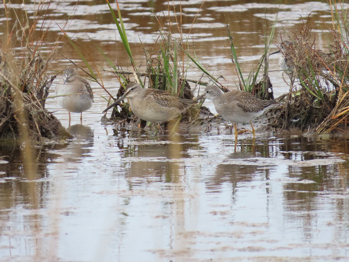 Long-billed Dowitcher - ML380482361