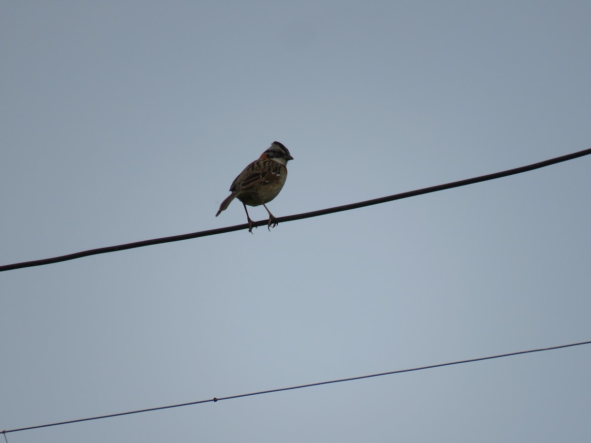 Rufous-collared Sparrow - ML380484231