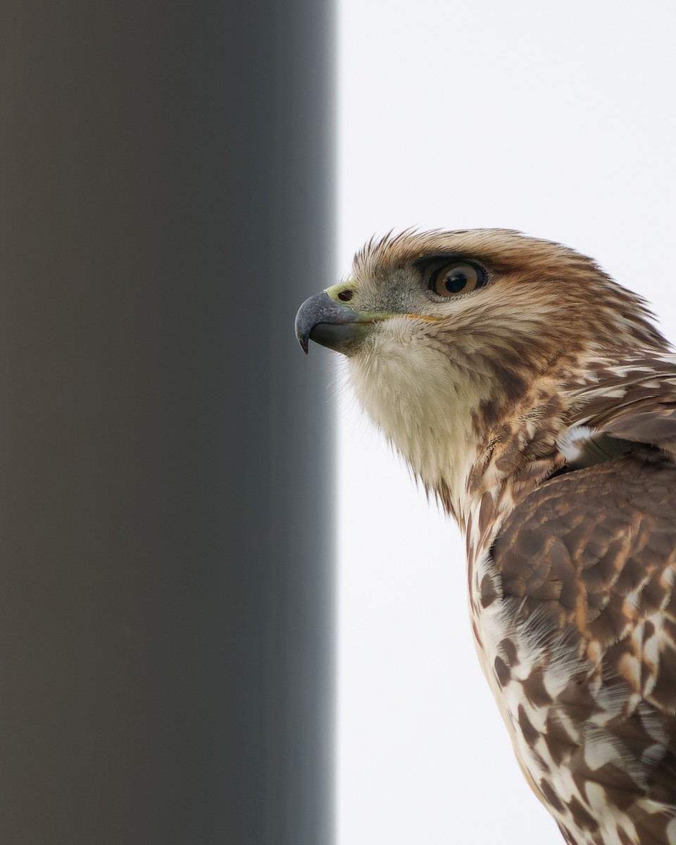 Red-tailed Hawk - ML380484251
