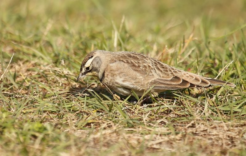 Horned Lark - ML38048641