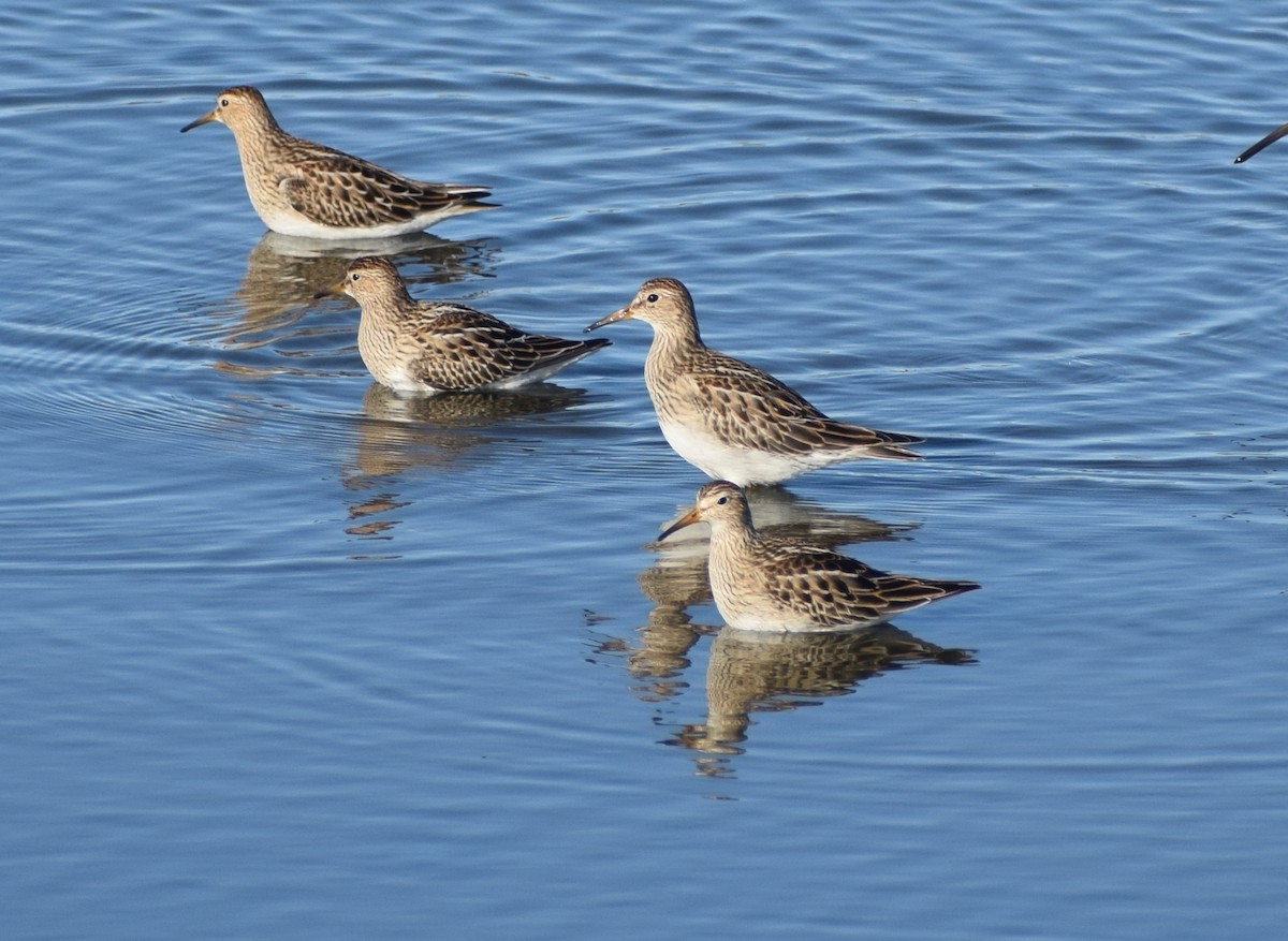 Pectoral Sandpiper - ML380487881