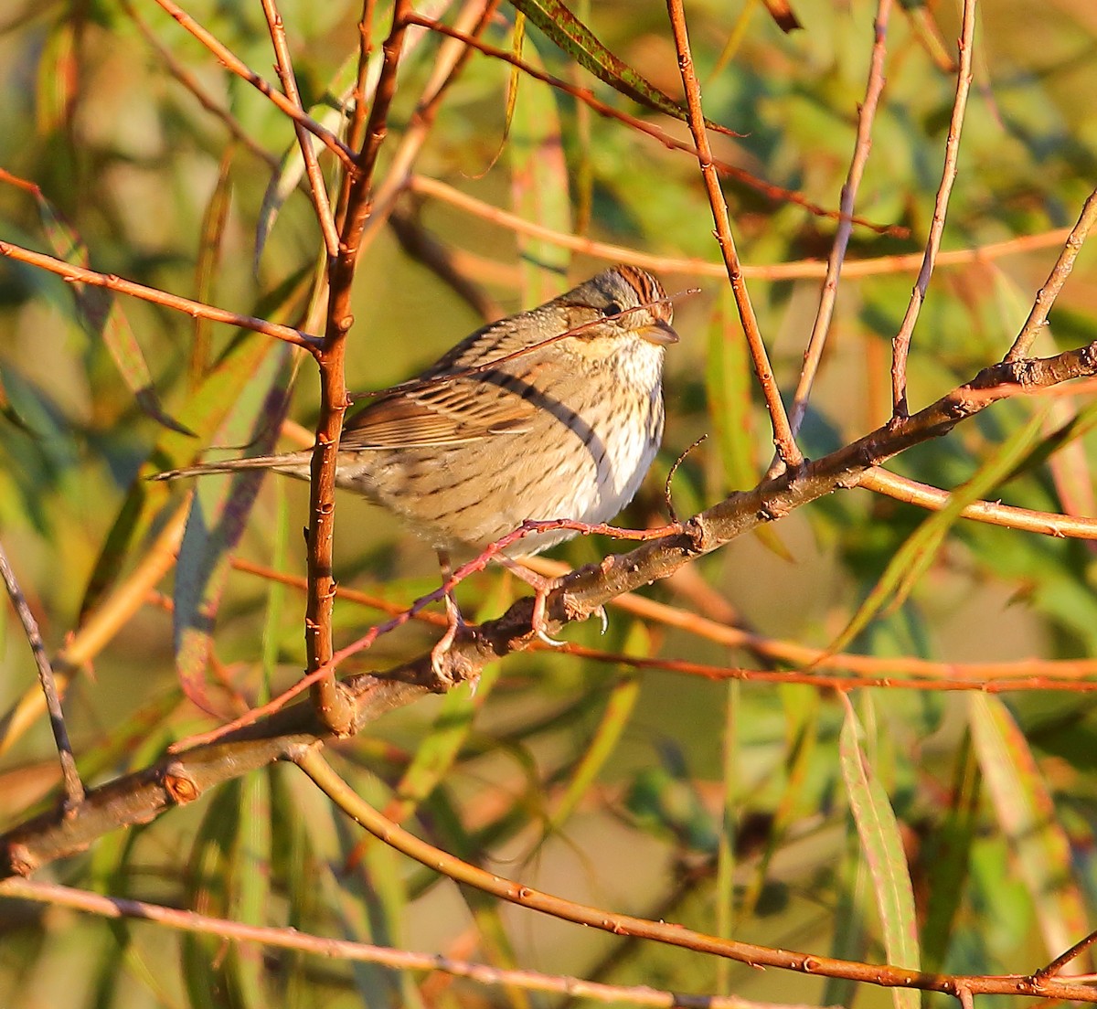 Lincoln's Sparrow - ML380488291