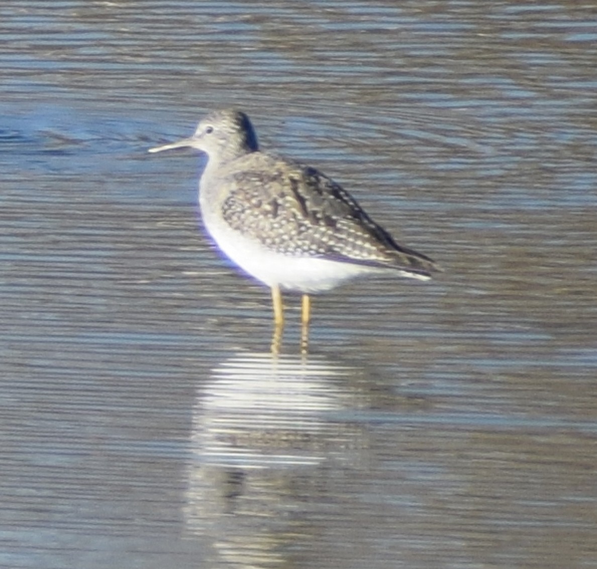 Lesser Yellowlegs - ML380488521