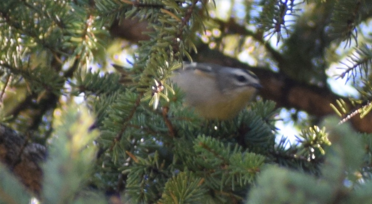 Golden-crowned Kinglet - ML380488621