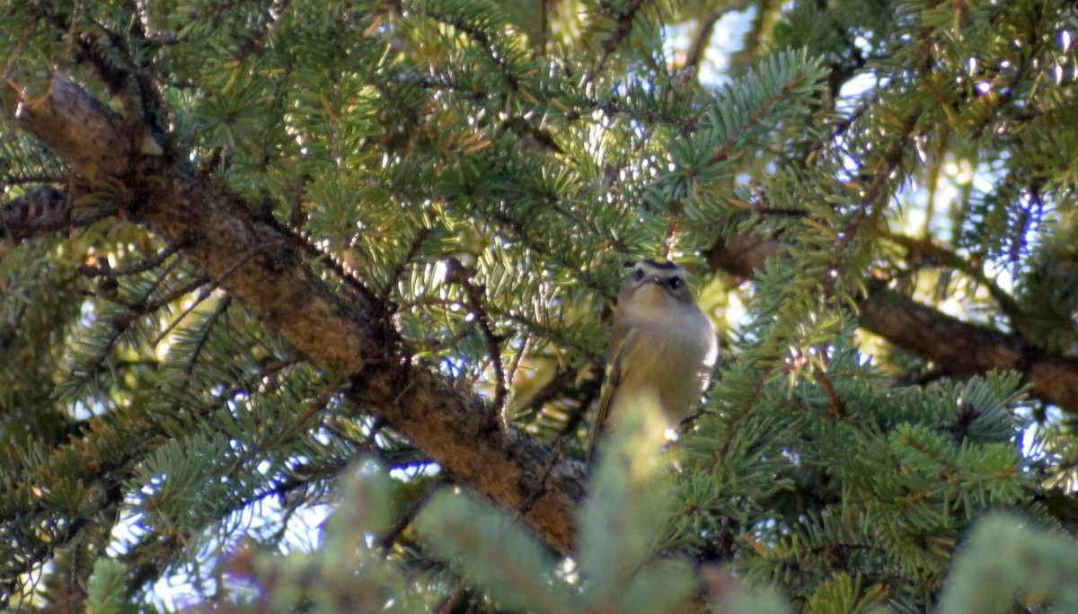 Golden-crowned Kinglet - ML380488631