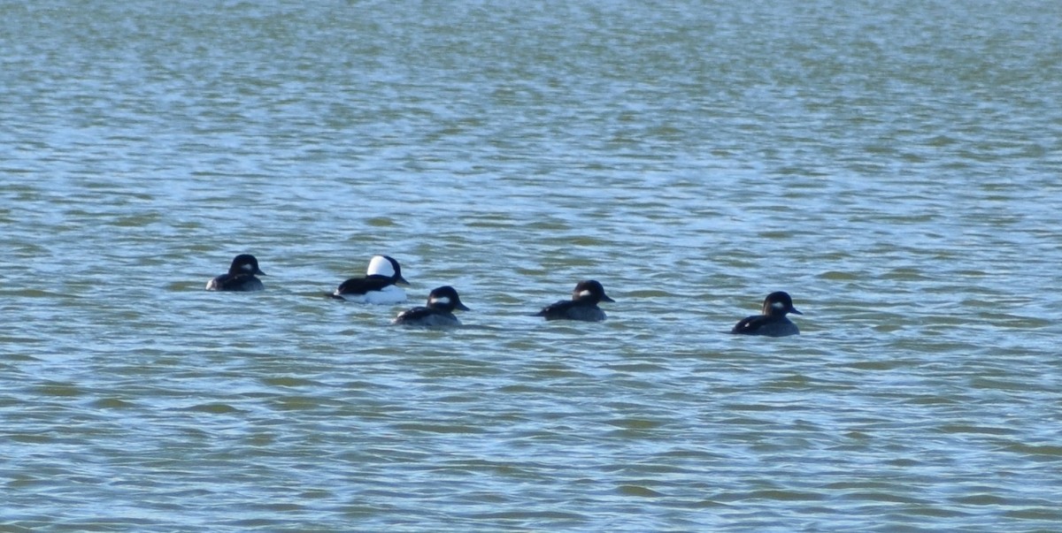 Bufflehead - ML380489461