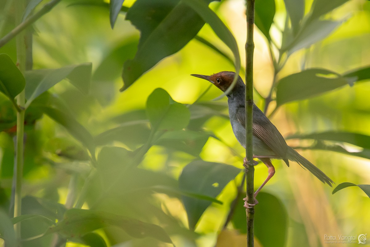 Ashy Tailorbird - ML380489771