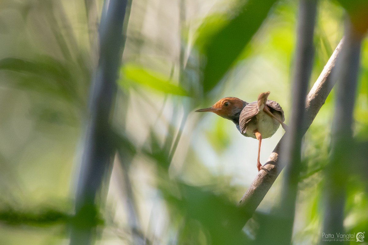 Ashy Tailorbird - ML380489781