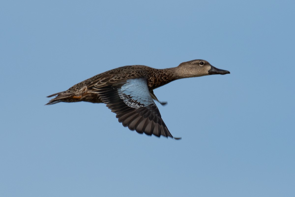 Blue-winged Teal - Richard Rulander