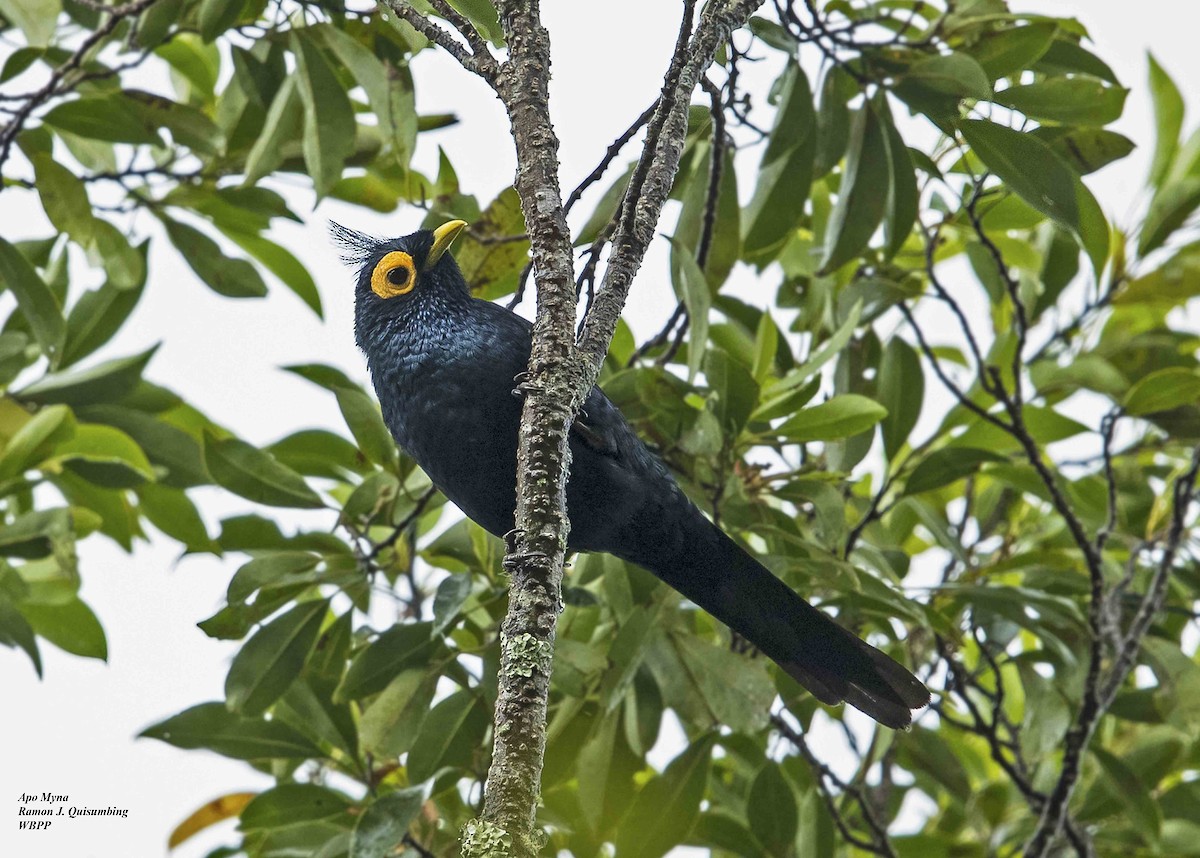 Apo Myna - Ramon Quisumbing