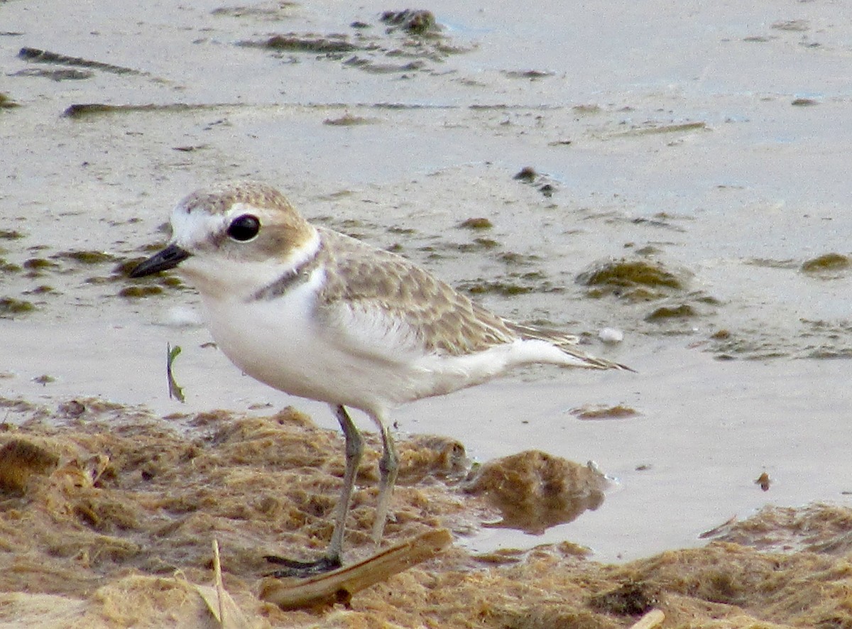 Snowy Plover - ML380491781